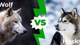 تفاوت گرگ و سگ چیست / مقایسه سگ و گرگ. فرق آن ها چیه