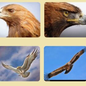 عقاب طلایی | عقاب طلایی در ایران / نادر ترین گونه